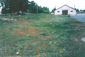 Site of mass grave, looking north